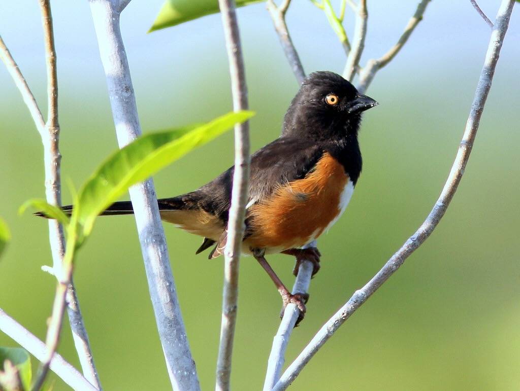 Eastern Towhee 2-20110411 by Kenneth Cole Schneider is licensed under CC BY-NC-SA 2.0.